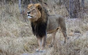 Cecil the Lion and the Effects of Poaching