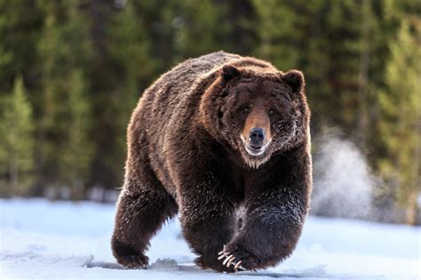 Yellowstone's Grizzly Bears Should Not Be Hunted