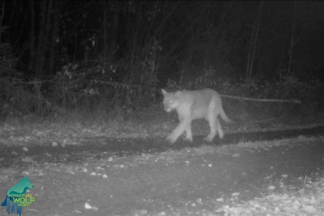 Trail camera catches video of mountain lion in northern Minnesota - Outdoor News