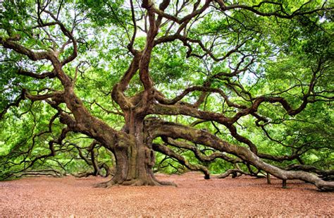 Beautiful British Woodlands and Forests