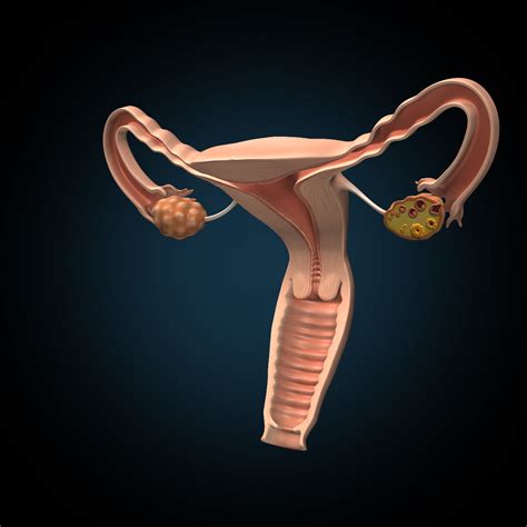 3d female uterus model