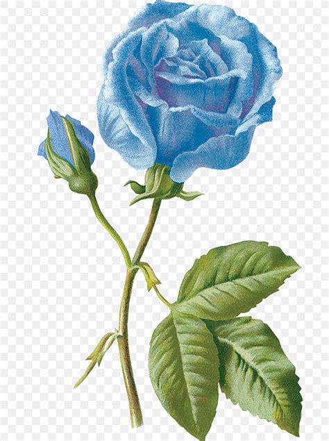 Blue Rose Garden Roses Drawing Flower, PNG, 693x1100px, Blue Rose ...