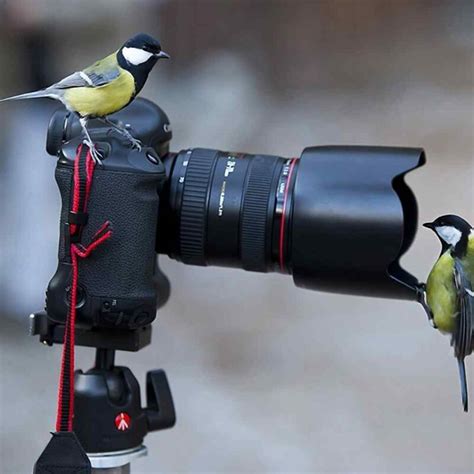 Backyard Bird Photography: Essential Gear for Beginners - Here is Your Expert & Exciting Guide!