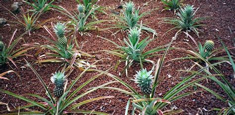 HOW TO GROW A PINEAPPLE FROM SEED |The Garden of Eaden