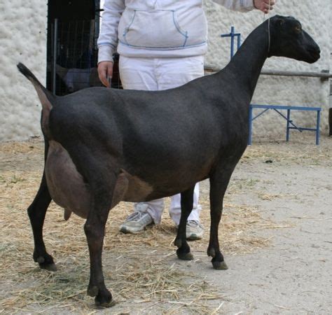 American Lamancha Goats: Breed Info, Characteristics, Breeding, and Care