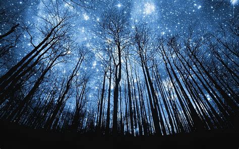 Look up, forest, night, sky, stars, universe, trees, darkness, blue, HD wallpaper | Peakpx