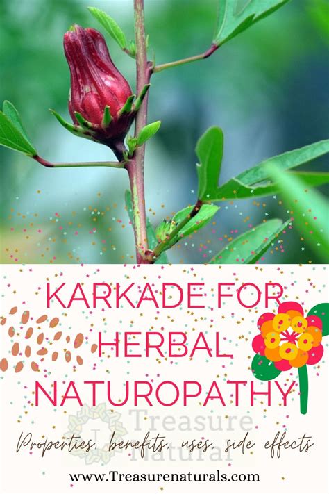 Karkade for Herbal Naturopathy: properties, benefits, uses, side ...