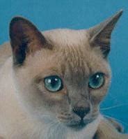 The Tonkinese: Cat Breed FAQ – Cat Fanciers