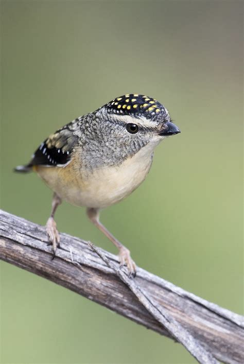 spotted pardalote - female | Taken at the You Yangs Victoria… | Flickr