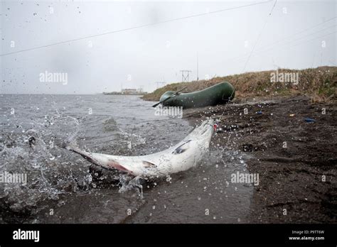 Fishing, salmon, Kamchatka peninsula Stock Photo - Alamy