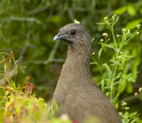 Plain Chachalaca - Owen Deutsch Photography