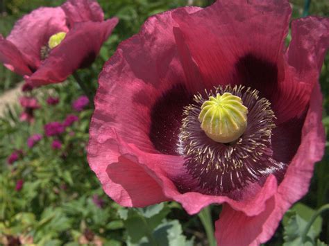 How to Grow Oriental Poppies