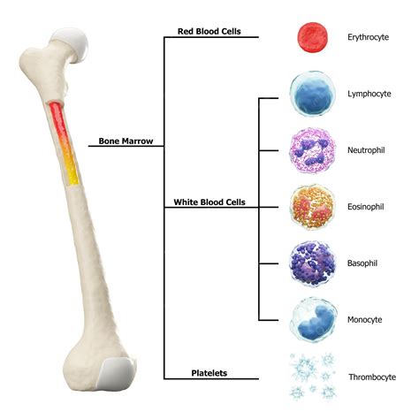 Premium Photo | Bone marrow and blood cells formation diagram Hematopoiesis Femur bone with type ...