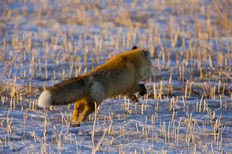 Fox on the Run 5436004 Stock Photo at Vecteezy