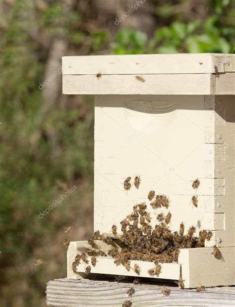 Italian honey bees and hive Stock Photo by ©Meisterphotos 104734424