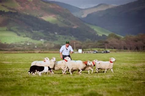 Welsh sheepdog handler led from the start at 'fantastic' International Sheepdog Trials 2016 ...