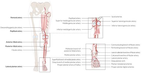 Arteries And Veins Of The Lower Body