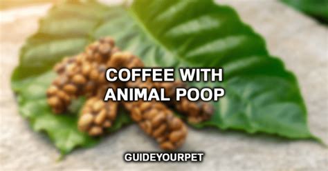 Poop Coffee Guide (Monkey, Bat, Cat & Bird Poop Coffee)