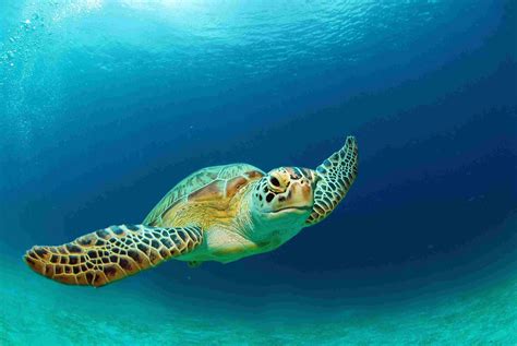 The 7 Species of Sea Turtles