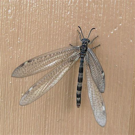 Adult Antlion | (Myrmeleontidae) | Larry & Teddy Page | Flickr