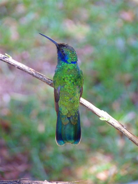 Free Images : bird, wing, fly, beak, hummingbird, colorful, fauna, trochilidae, vertebrate, bill ...