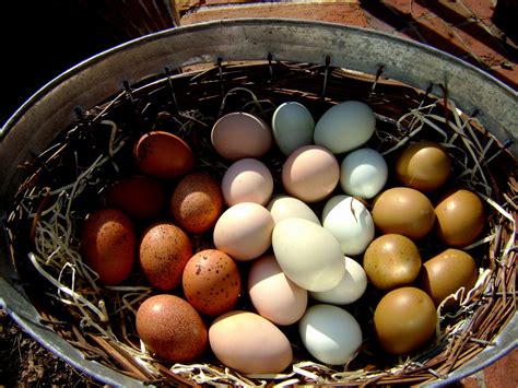 B/B/S English Orpington Eggs - $65 per dozen or two dozen for $50 each | Chickens, Eggs ...