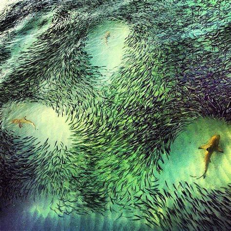 Sharks | Ocean creatures, Ocean animals, Underwater world