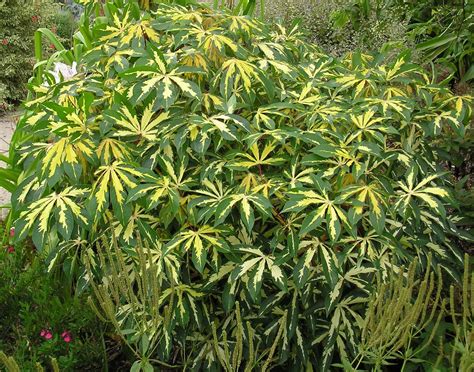 Manihot esculenta 'Variegata' tapioca | Plants, Farm, Tropical colors