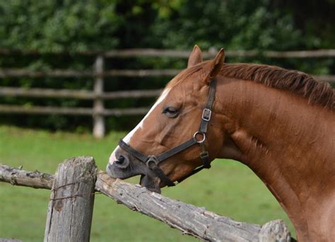 Horse Cribbing | PetMD