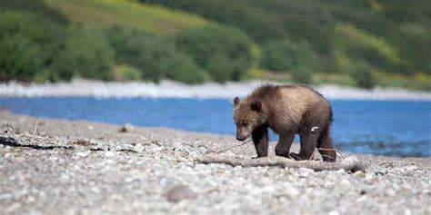 Kamchatka wildlife location in Russia, Asia | Wildlife Worldwide