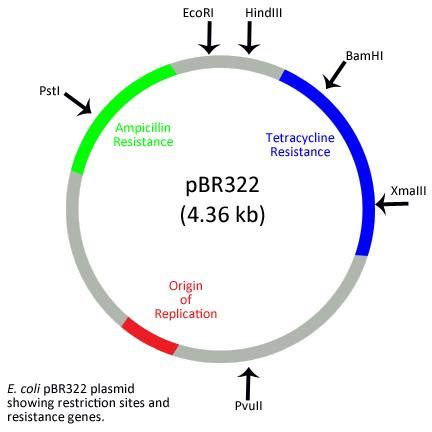 Plasmid: Definition, Structure, Vector, pBR322, Ti Plasmid