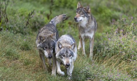 Chernobyl nuclear disaster: Wolves could spread mutant genes as animals ...