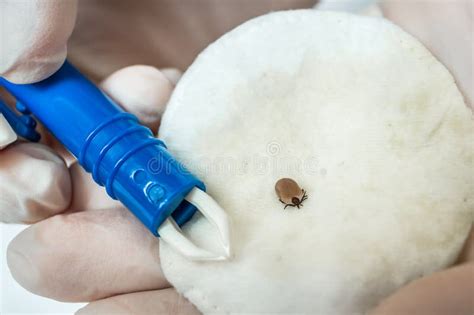 Veterinarian Doctor Removed a Tick from the Dog Stock Photo - Image of cute, crawl: 119754176