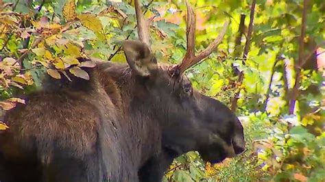 Maine moose population hurt by expanding range of winter ticks