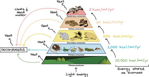 Energy Pyramid Diagram