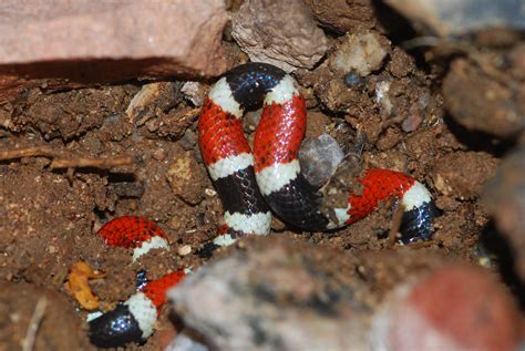 Arizona Coral Snake (Micruroides euryxanthus) | Usery Mounta… | Flickr