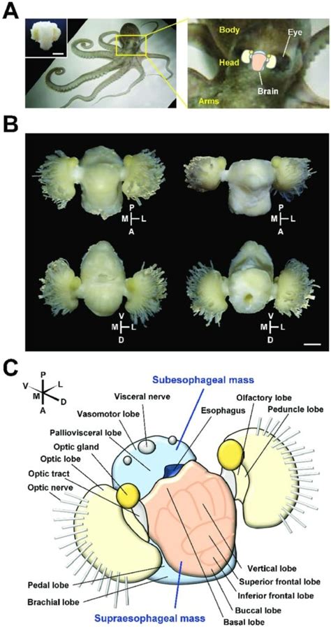 Everything You Need To Know About An Octopus Brain! - OctoNation - The ...