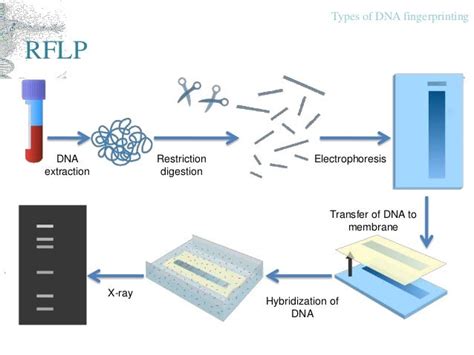 Principle Of Dna Fingerprinting