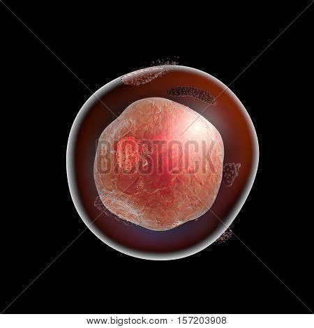 Cell Lysis. Image & Photo (Free Trial) | Bigstock