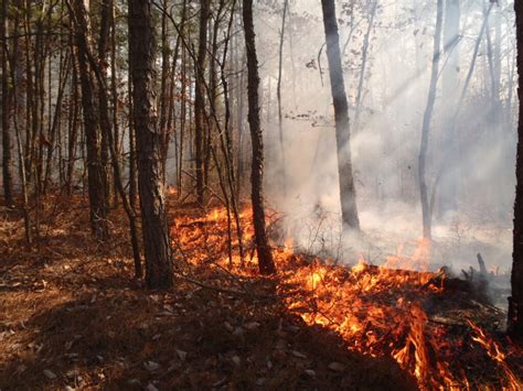 Fire in the Pine Barrens - Protecting the New Jersey Pinelands and Pine ...