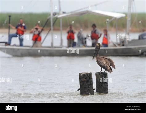 Mississippi river delta wildlife hi-res stock photography and images ...