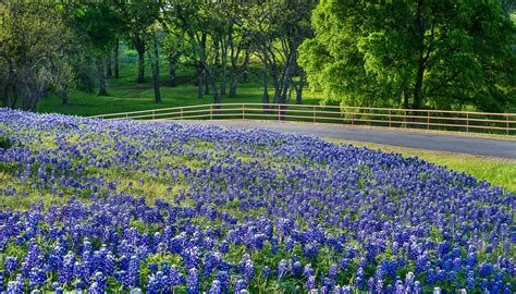 Over 40 Miles Of Bluebonnets Have Officially Opened For The 2023 Ennis Bluebonnet Festival ...