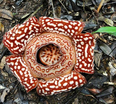 Tambunan Rafflesia Reserve - All You Need to Know BEFORE You Go (2024)