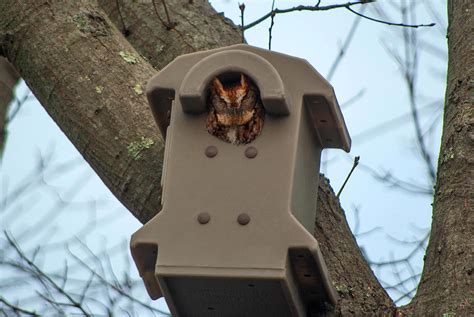 Screech Owl Nest Box | Barn Owl Box Company