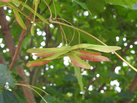 Sycamore Seeds Hanging from a Branch Stock Photo - Image of blossom ...