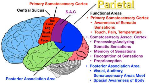 Lobes of the Brain: Cerebral Cortex Anatomy, Function, Labeled Diagram — EZmed | Cerebral cortex ...