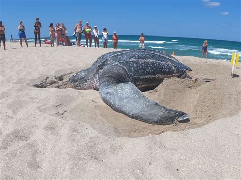 Leatherback turtle spotted nesting on Singer Island | WPEC