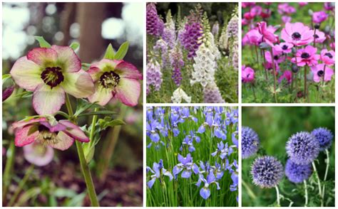 16 Perfect Deer Resistant Perennials - Garden Lovers Club