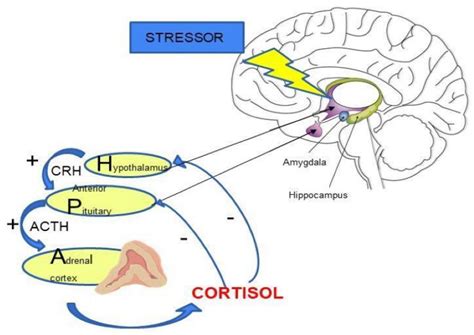 Brain Sciences | Free Full-Text | HPA Axis in the Pathomechanism of ...