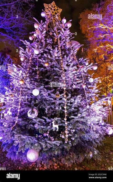 Christmas tree in Vienna, Austria Stock Photo - Alamy